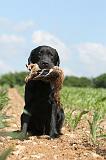 LABRADOR 441